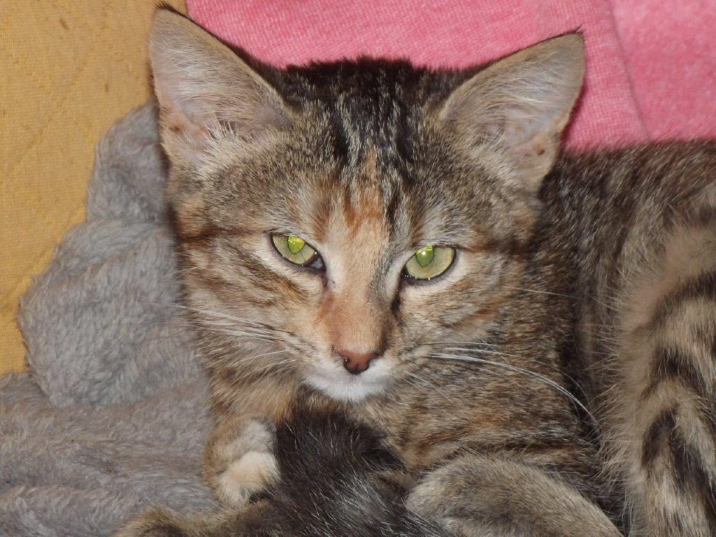 minouche16 • Association Galia