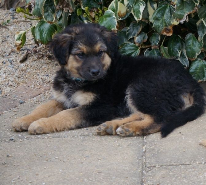 Murphy chiot mâle croisé Berger Australien/ Berger Allemand 3 mois et demi • Association Galia