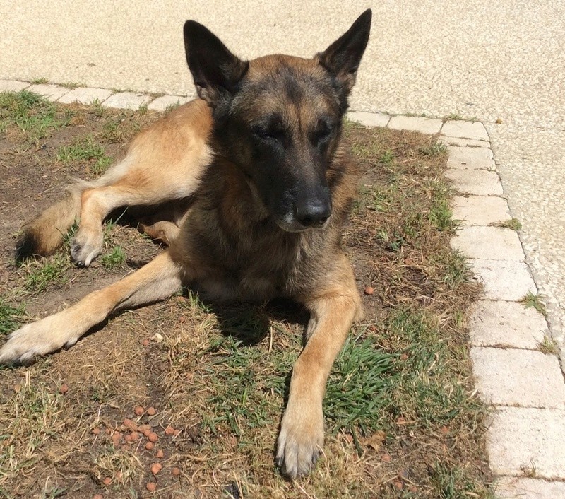 Mowgly chiot mâle croisé Labrador Malinois 7 mois • Association Galia