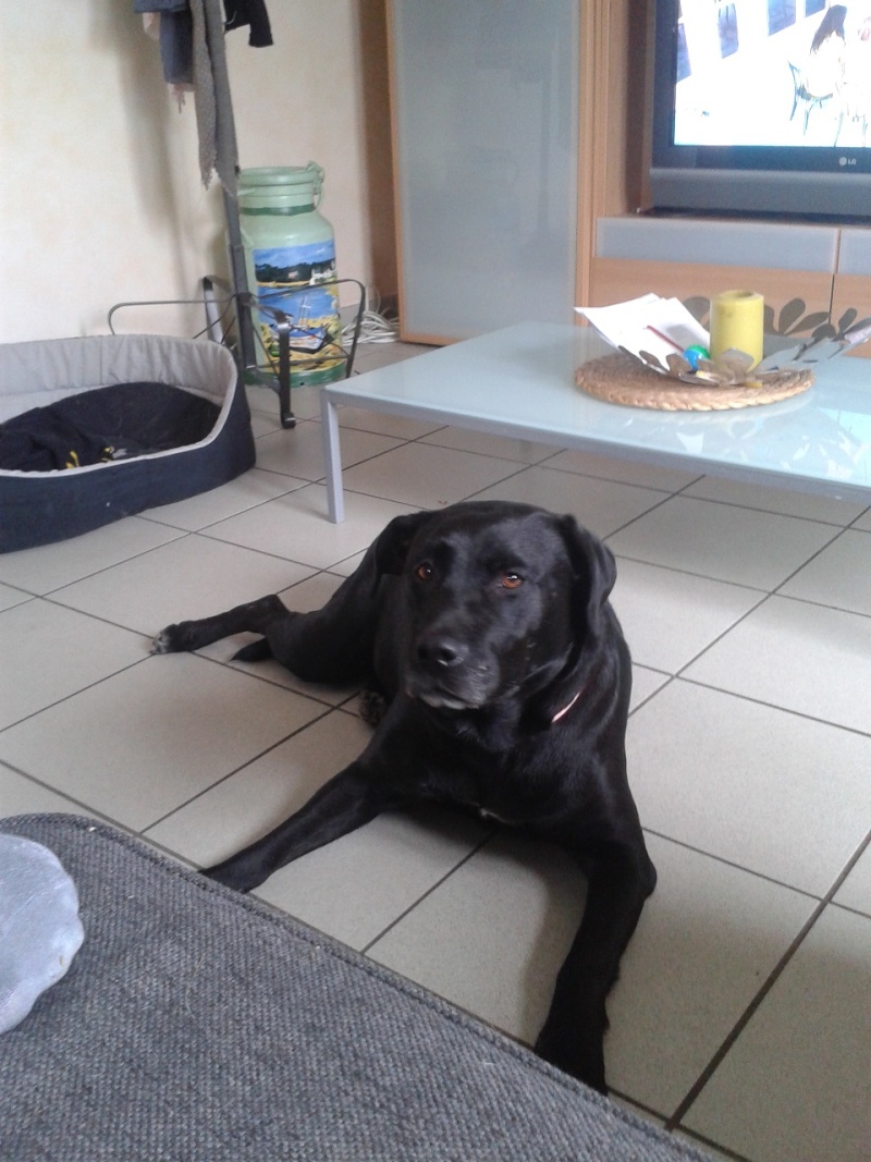 Talhia femelle croisée Labrador 8 ans