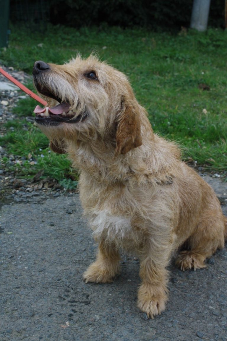 Fanny femelle croisée fauve de bretagne de 10 ans