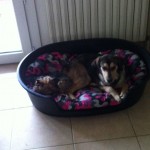 Association Galia • Gina