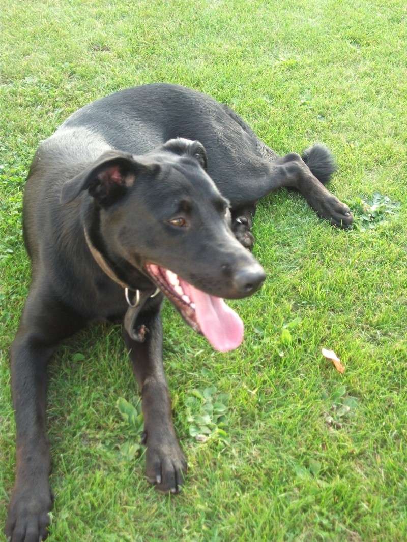 Jok croisé beauceron labrador
